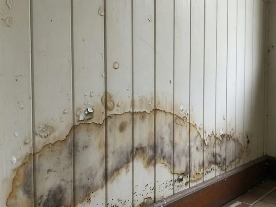 Damp pushing through sideways — how lateral damp gets in, Brisbane Queenslander