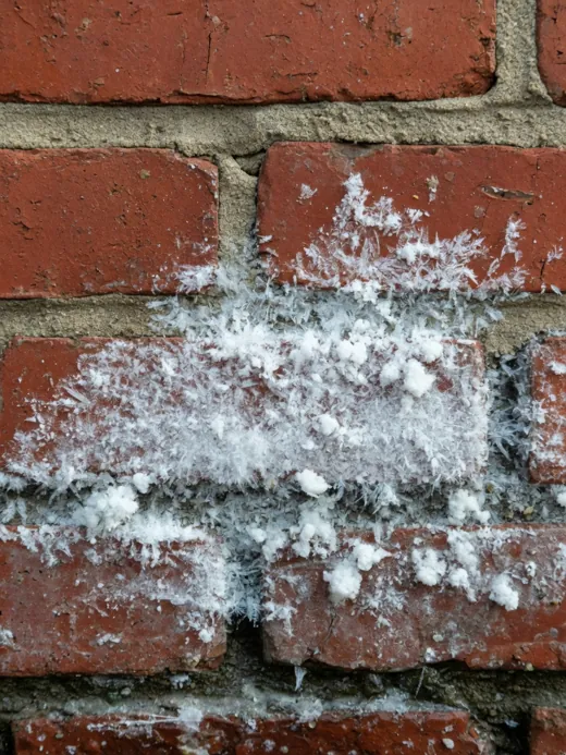White salt efflorescence crystallising on brick and mortar caused by rising damp